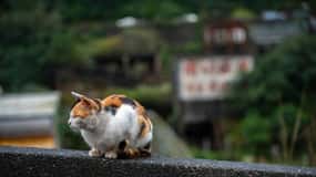 Taipei: Jiufen,Shifen & Houtong Cat Village Private Day Tour