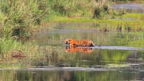 Kathmandu: 3-Day Chitwan Safari Tour with Hotel Transfers