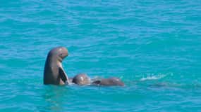 Broome: Cruzeiros com golfinhos