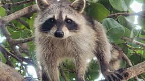 Wyspa Raccoon: Eksploracja na SUP/kajaku