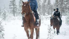 Rovaniemi: Passejada a cavall d'hivern per turons i boscos nevats