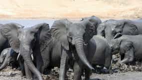 Parque Nacional Kruger: passeio de safári de 3 dias