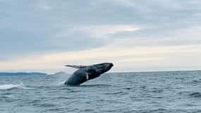 Sitka:Private Wildlife/Whale Watching for 6 w/Transportation