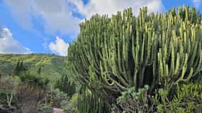 Die besten Gran Canaria-Garten- und Parktouren 2026 - Kostenlose  Stornierung | GetYourGuide