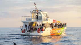 Alcudia: Dolphin Adventure Cruise