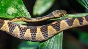 Jungle Night Walk/ Nocturnal wildlife and jungle sounds