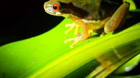 Monteverde: Tropical Forest Night Tour