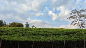 Nairobi: Kiambethu Tea Farm Day Tour with Lunch