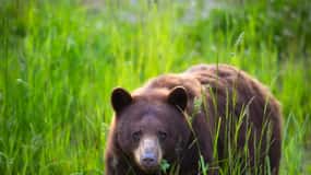 Whistler: Morgon med björnarna Land Rover Scenic Tour