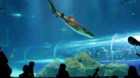 Discover AquaRio & Olympic Boulevard: Marine Life and Art