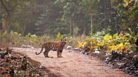 Tour di 2 giorni del Parco Nazionale Jim Corbett da Delhi