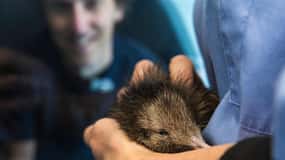 Rotorua: The National Kiwi Hatchery Kiwi Encounter Tour