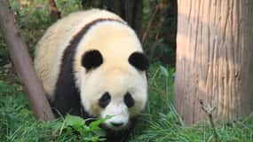 Beijing: The Beijing Zoo Entry Ticket with Pandas