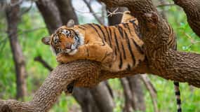 From Delhi : 6 Days Delhi, Jaipur, Agra & Ranthambore By Car