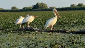 Passeio de barco no Mar Negro, Sulina