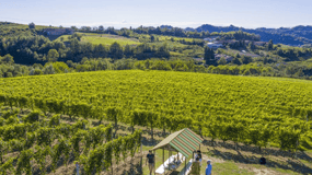 Degustazione di vini e abbinamenti gastronomici nelle Langhe e vicino ad Alba