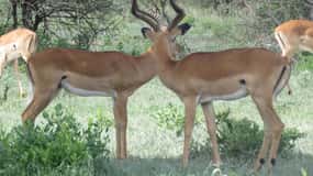 Two Days Shared Safari to Tarangire & Ngorongoro Crater