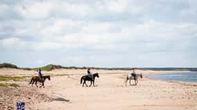 Prince Edward Island: Beginner Horse Ride On The Beach