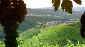 Prosecco Wine Tour. Full Day - 2 Wineries. From Venice