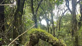 Moshi: Kilimanjaro Climb Marangu Route Guided Tour