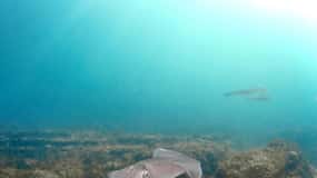 Lagos: Esperienza di immersione subacquea per principianti