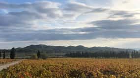 Private tour of the Alpilles, wine tastings, and local restaurant