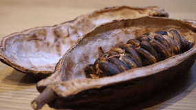 Fine Chocolate Tasting in Turin