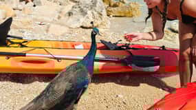 Pula: tour in kayak all'isola di San Girolamo e Kozada
