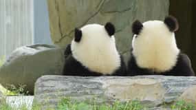 Chengdu: Chengdu Day Trip with Giant Panda and Leshan Buddha