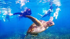 From Krabi: Surin Islands Snorkeling Tour w/ Meals