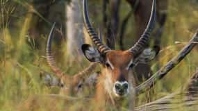 From Banjul: Fathala Wildlife 4x4 Safari Day trip