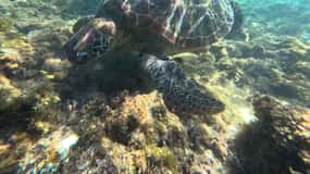 Bohol PAMILACAN Island Turtle & Dolphin Watching