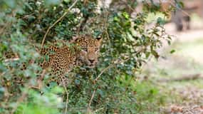 Parque Nacional de Wilpattu: Safari Privado