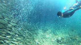 Moalboal: Corrida de sardinhas, tartarugas e excursão pelas ilhas do Pescador
