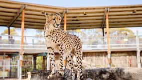 Parque Safari Monarto: Experiencia guepardo