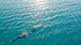 Olbia: Dolphin Watching & Snorkeling Boat Trip