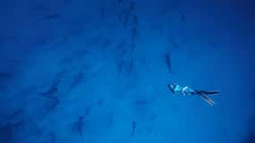 2 giorni di immersioni a Santa Cruz - Isole Galapagos