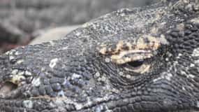 Komodo Island Tour Packages