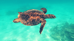 Private Snorkeling with Turtles in the Maldives