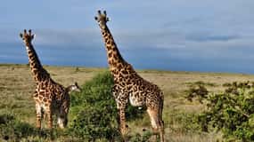 Vožnja kroz park Nairobi s mogućnošću razgledavanja slonova i žirafa