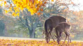 Kyoto/Osaka: Kinkakuji, Foresta di bambù e Parco dei cervi di Nara