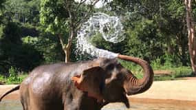 Pattaya: Pattahyában: Etikus elefántmenhely interaktív túra