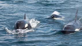Ocean Safari in La Ventana BCS