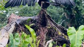 Tortuguero: excursión en canoa, paseo nocturno y tour por la colina