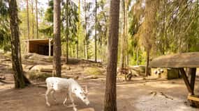 Helsinki: wizyta w parku reniferów i przygoda buggy