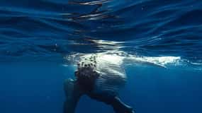 Tahiti island: Whale watching Experience