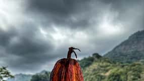 Magical and Exotic Minca Coffee and Cacao Tour From Santa Marta