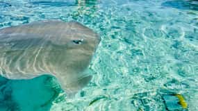 Bora Bora: Full day Lagoon Safari & Lunch on a Motu - ST
