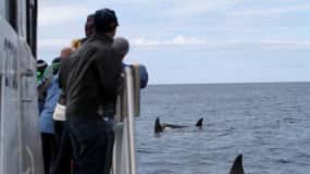 Ólafsvík: Whale Watching Tour