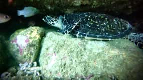 Zihuatanejo : Plongée en apnée à Manzanillo et Las Gatas